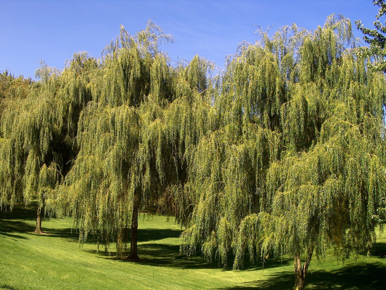 Online Plant Guide Salix babylonica / Weeping Willow